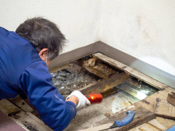 Mold Removal Process in Ball Ground, GA