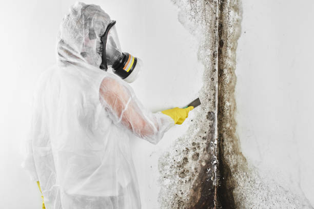 Best Toxic Mold Removal  in Ball Ground, GA
