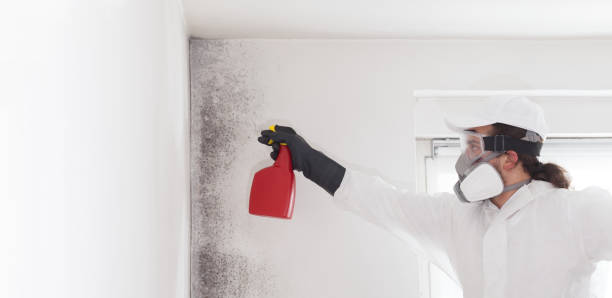 Best Mold Remediation  in Ball Ground, GA