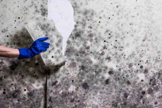 Best Local Mold Removal Service  in Ball Ground, GA