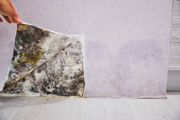 Best Attic Mold Removal  in Ball Ground, GA
